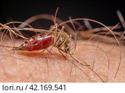Комар Anopheles – опасный переносчик инфекции. Крупный план самки комара, сосущей кровь. Стоковое фото, фотограф Руслан Лесков / Фотобанк Лори