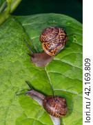 Улитка виноградная на зелёном листе с росой. Helix pomatia (также римская улитка, бургундская улитка, съедобная улитка или улитка) — вид крупных съедобных наземных улиток, дышащих воздухом, наземных легочных брюхоногих моллюсков семейства Helicidae. Стоковое фото, фотограф Руслан Лесков / Фотобанк Лори