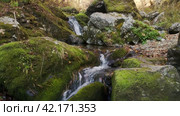 Лесной ручей с водопадом. Стоковое видео, видеограф Кузнецов Александр / Фотобанк Лори