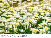 Glade cornflower blooming in a large flower bed, some of the flowers are photographed close-up, green tinting. Стоковое фото, фотограф Дмитрий Коростылев / Фотобанк Лори