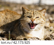Photography of a big homeless fighting cat. Ragged ear. Cat meows loudly. He is begging food. Open cat mouth widely. Animals theme. Стоковое фото, фотограф YuryKara / Фотобанк Лори