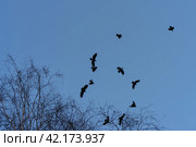 A flock of black crows hovers over the tops of the trees. A gloomy sunset. Стоковое фото, фотограф YuryKara / Фотобанк Лори
