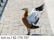 Photography of a Ruddy Ducks (shelducks). Bird has spread her wings and is kneading them. Close up. Стоковое фото, фотограф YuryKara / Фотобанк Лори