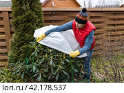 Winter Protection for garden, winter shelter for garden plants, shelter rhododendrons. Стоковое фото, фотограф Ольга Сейфутдинова / Фотобанк Лори