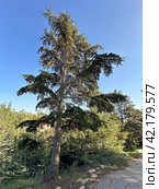 Cedar of Lebanon (lat. Cedrus libani) (2023 год). Стоковое фото, фотограф Irina Opachevsky / Фотобанк Лори