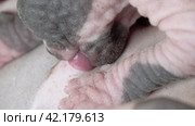 Extreme close-up view of process of breastfeeding of kitten. Baby kitty sucking milk from mother cat. Стоковое видео, видеограф А. А. Пирагис / Фотобанк Лори