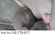 Close-up view of process of breastfeeding of kitten. Baby of Canadian Sphynx Cat sucking milk from mother. Стоковое видео, видеограф А. А. Пирагис / Фотобанк Лори