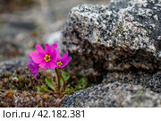 Wildflowers Primula cuneifolia (wedgeleaf primrose). Small flowers close up. Among the stones grow beautiful wild plants. Spring nature. Shallow depth of field. Blurred background. Closeup. Стоковое фото, фотограф Андрей Степанов / Фотобанк Лори
