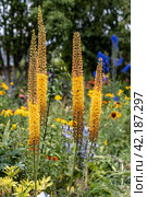 Eremurus Cleopatra Foxtail Lily in flowers garden. Стоковое фото, фотограф Ольга Сейфутдинова / Фотобанк Лори