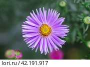 Symphyotrichum novi-belgii, delicate and beautiful garden flower. Стоковое фото, фотограф Корнеев Вячеслав / Фотобанк Лори