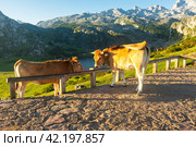 Mountain cow sits on the lawn in a national park at sunset. Стоковое фото, фотограф Татьяна Яцевич / Фотобанк Лори