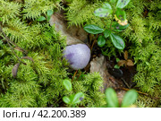 Cortinarius violaceus among mosses of Hylocomium splendens. Стоковое фото, фотограф Любовь Назарова / Фотобанк Лори