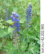 Люпин, или волчий боб (лат. Lupinus) — род растений из семейства Бобовые (Fabaceae). Представлен однолетними и многолетними травянистыми растениями. Высокое содержание в его семенах белка (до 50 %), масла (от 5 до 20 %), по качеству близкого к оливковому. Стоковое фото, фотограф Сергей Елизарьев / Фотобанк Лори