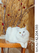 A white fluffy Angora cat with multicolored eyes lies on the table against a background of a tree decorated with hearts. Стоковое фото, фотограф Неведицына Елена / Фотобанк Лори