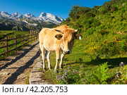 Mountain cow sits on a lawn in a national park. Стоковое фото, фотограф Татьяна Яцевич / Фотобанк Лори