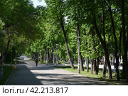 Зеленая красивая аллея в экологичном летнем сквере. Стоковое фото, фотограф Сергеев Валерий / Фотобанк Лори