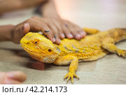 Agama is a genus of lizards from the agamidae family that lives in Africa. Стоковое фото, фотограф Evgenii Predibailo / Фотобанк Лори