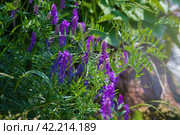 Mouse pea (Vicia cracca) is a perennial herbaceous plant, a species of the genus Pea (Vicia) of the Legume family (Fabaceae) Стоковое фото, фотограф Evgenii Predibailo / Фотобанк Лори