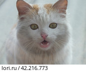Кот со шрамом на носу мяукает. Стоковое фото, фотограф Семён Прудий / Фотобанк Лори