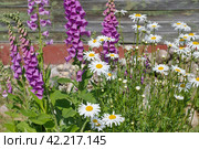 Наперстянка розовая (лат. Digitalis purpurea) и нивяник обыкновенный (лат. Leucanthemum vulgare), или ромашка садовая цветут в саду. Стоковое фото, фотограф Елена Коромыслова / Фотобанк Лори