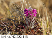 Дикий цветок мытник мохнатый (Pedicleis lanata), также известный как мытник шерстистый. Первые цветы в конце весны и начале лета в Арктике. Полевые цветы в тундре. Чукотка, Россия. Стоковое фото, фотограф Андрей Степанов / Фотобанк Лори
