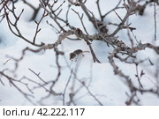 Бурозубка на снегу среди ветвей кустов. Крошечная землеройка в тундре в Арктике. Маленькое дикое животное в естественной среде обитания. Холодный снежный ноябрь на Крайнем Севере. Живая природа Чукотки. Чукотский автономный округ, Россия. Стоковое фото, фотограф Андрей Степанов / Фотобанк Лори