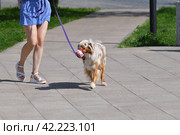 walking an animal. Woman's legs and motley dog. Стоковое фото, фотограф Володина Ольга / Фотобанк Лори