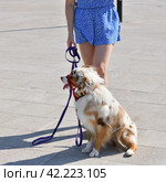 walking an animal. Woman's legs and motley dog. Стоковое фото, фотограф Володина Ольга / Фотобанк Лори