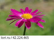 Пиретрум розовый, или персидская ромашка (лат. Pyrethrum roseum) крупным планом. Стоковое фото, фотограф Елена Коромыслова / Фотобанк Лори