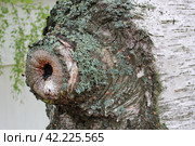 Photo a white birch trunk with an outgrowth. Стоковое фото, фотограф Маргарита Зеленова- Маслова / Фотобанк Лори