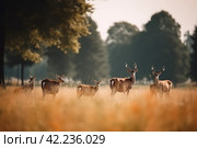 Deers field nature. Generate Ai. Стоковое AI-изображение, AI-художник Иван Рябоконь / Фотобанк Лори
