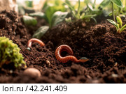 Worms soil. Generate Ai. Стоковое AI-изображение, AI-художник Иван Рябоконь / Фотобанк Лори