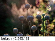 Blossoming poppy boxes Danish Flag on a beautiful background of the setting sun. Green poppy fruits with seeds. Стоковое фото, фотограф Оксана Медведева / Фотобанк Лори
