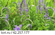 Veronica longifolia. Speedwells blue flowers with green leaves. Стоковое видео, видеограф Ирина Старикова / Фотобанк Лори