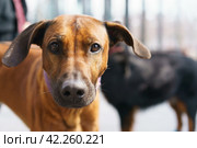 People walking dog. Purebread Rhodesian Ridgeback. Defocused Moscow cityscape as background. Beautiful lovely pet. Lifestyle concept. Dog walking. Cute Dog looking at camera. Стоковое фото, фотограф YuryKara / Фотобанк Лори
