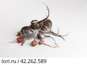 Rotten radish. Wasted moldy vegetables on a gray background. Стоковое фото, фотограф Виктория Тельминова / Фотобанк Лори