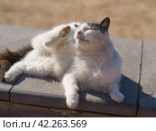 Кошка чешется задней лапой на улице под солнцем. Стоковое фото, фотограф YuryKara / Фотобанк Лори
