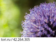 Echinops sphaerocephalus is a type species of plants of the genus Echinops of the Asteraceae family. Стоковое фото, фотограф Evgenii Predibailo / Фотобанк Лори