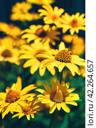 False yellow sunflower grows in summer flower garden. Стоковое фото, фотограф Александра Конопля / Фотобанк Лори