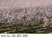 Blossoming of apricots trees on a meadows of Europe. Стоковое фото, фотограф Яков Филимонов / Фотобанк Лори