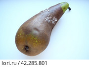 The pear became moldy. A mold or mould. The dust-like, colored appearance of molds is due to the formation of spores containing fungal secondary metabolites. Perishable food products. White background. Стоковое фото, фотограф Юлия Петровская / Фотобанк Лори
