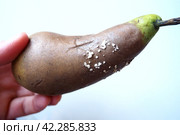 The pear became moldy. A mold or mould. The dust-like, colored appearance of molds is due to the formation of spores containing fungal secondary metabolites. Perishable food products. White background. Стоковое фото, фотограф Юлия Петровская / Фотобанк Лори