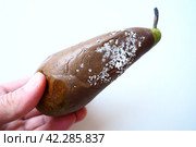 The pear became moldy. A mold or mould. The dust-like, colored appearance of molds is due to the formation of spores containing fungal secondary metabolites. Perishable food products. White background. Стоковое фото, фотограф Юлия Петровская / Фотобанк Лори