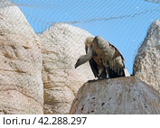 Eurasian griffon vulture (Gyps fulvus) Стоковое фото, фотограф Irina Opachevsky / Фотобанк Лори