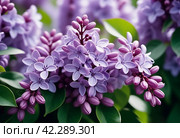 Syringa flowering woody plants in the olive family or Oleaceae called lilac. The flowers grow in large panicles and have a strong fragrance. Advertising of perfume, deodorizing and flavoring products. Стоковое AI-изображение, AI-художник Юлия Петровская / Фотобанк Лори