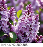 Syringa flowering woody plants in the olive family or Oleaceae called lilac. The flowers grow in large panicles and have a strong fragrance. Advertising of perfume, deodorizing and flavoring products. Стоковое AI-изображение, AI-художник Юлия Петровская / Фотобанк Лори