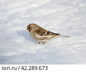 Common redpoll or Acanthis flammea. Стоковое фото, фотограф Ольга Сергеева / Фотобанк Лори