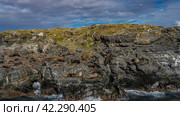 A family of sea lions rests lying on the rocky slopes of an island in the Beagle Channel. Cormorants fly in the blue sky among the clouds. Isla de los lobos. Tierra del Fuego Archipelago. Argentina. Стоковое фото, фотограф Вера Ивановна Кубарева / Фотобанк Лори