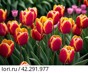 tulip Tulipa bulbous herbs in lily family Liliaceae. Tulips garden flowers cultivars and varieties. Flowers delicate bright reddish red color. Beautiful buds. Landscaping. Variety hybrids. Flower bed. Стоковое AI-изображение, AI-художник Юлия Петровская / Фотобанк Лори