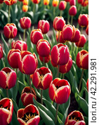 tulip Tulipa bulbous herbs in lily family Liliaceae. Tulips garden flowers cultivars and varieties. Flowers delicate bright reddish red color. Beautiful buds. Landscaping. Variety hybrids. Flower bed. Стоковое AI-изображение, AI-художник Юлия Петровская / Фотобанк Лори
